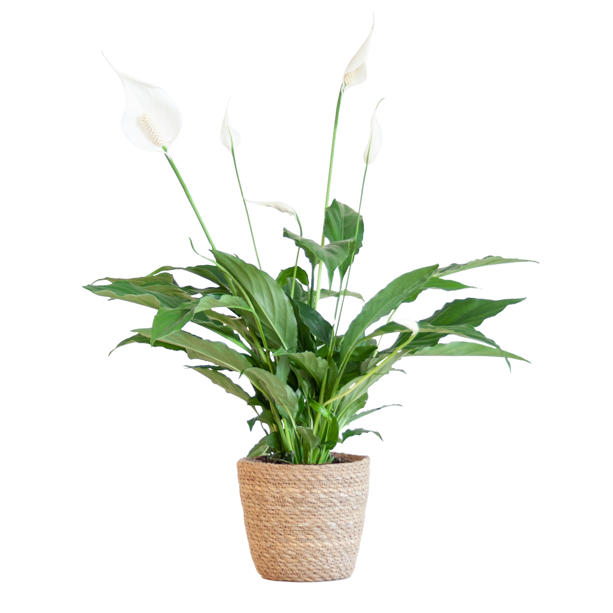 Lepelplant