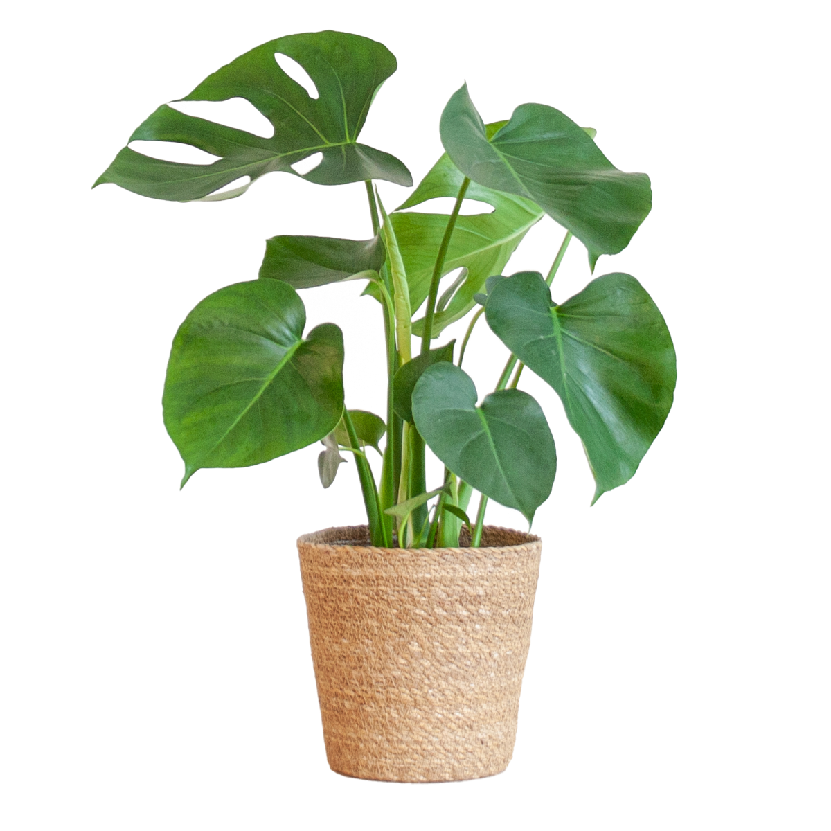 Monstera