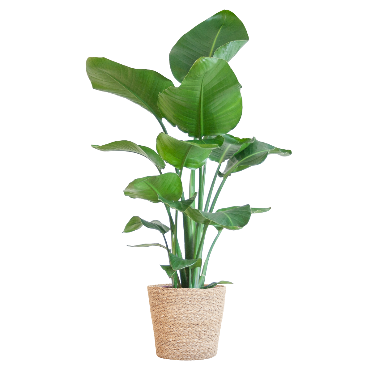 Strelitzia